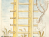Bellifortis_Ms.germ.qu.15_Anlegeleiter_00