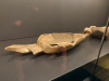 Haithabu-20240712-Museum-9