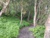 Island-Wald-00