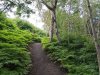 Island-Wald-01