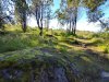 Island-Wald-010
