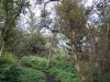 Island-Wald-02