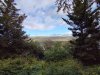 Island-Wald-03