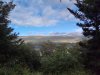 Island-Wald-05