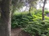 Island-Wald-06