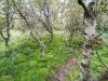 Island-Wald-07